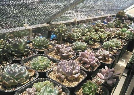 種植多肉植物大棚遮陽網用幾針的比較好？