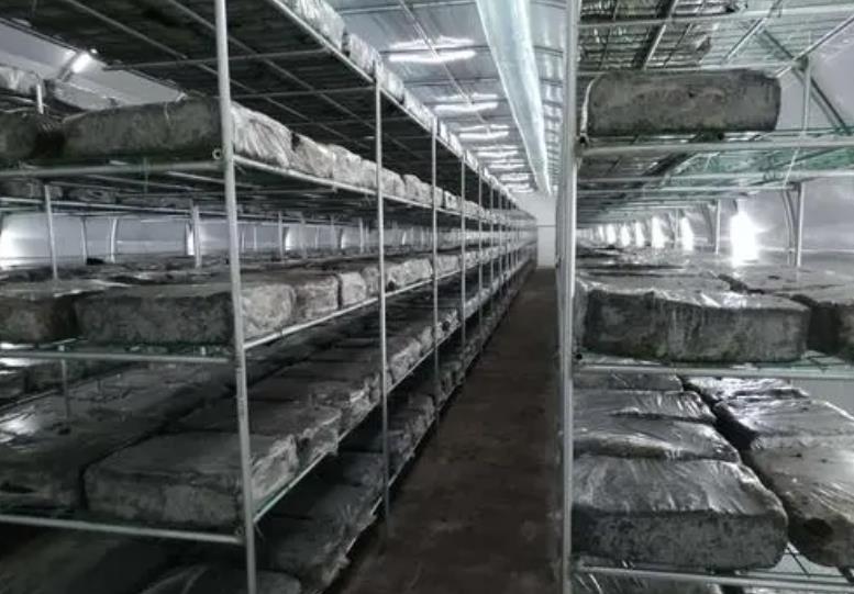 遮陽網簡介（遮陽網概念、分類、用途）