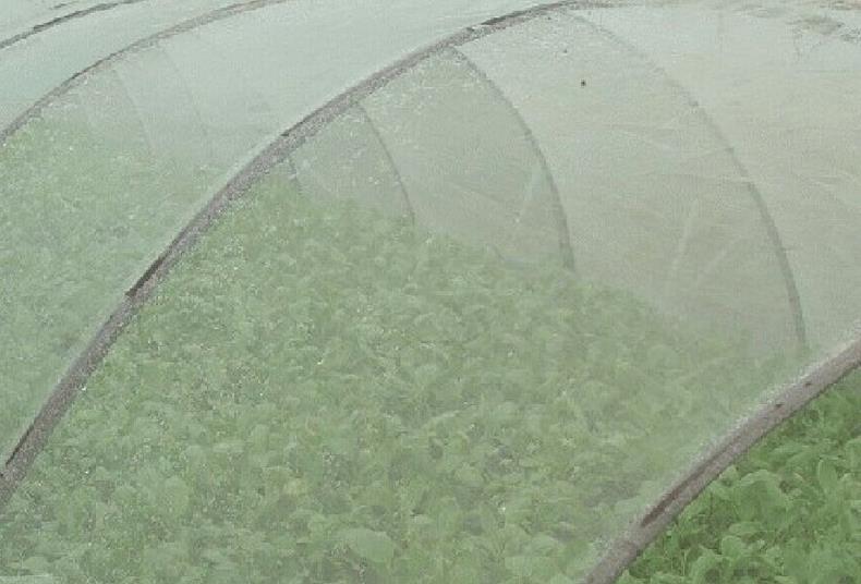 蔬菜大棚防蟲網